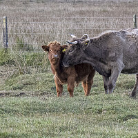 Buy canvas prints of Highland cow ,Mother and baby by kathy white