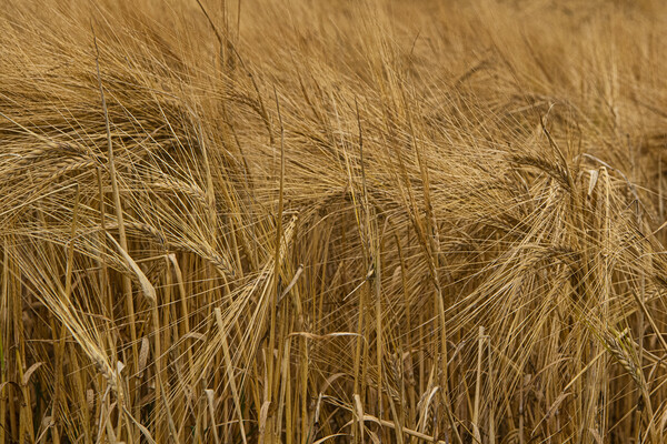 Golden Barley Picture Board by kathy white
