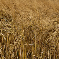 Buy canvas prints of Golden Barley by kathy white