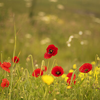 Buy canvas prints of Serene Poppies and Cornflowers by kathy white