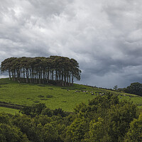 Buy canvas prints of Nearly home Trees, cornwall, A30 by kathy white