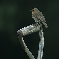 Buy canvas prints of Robin on a garden spade by kathy white