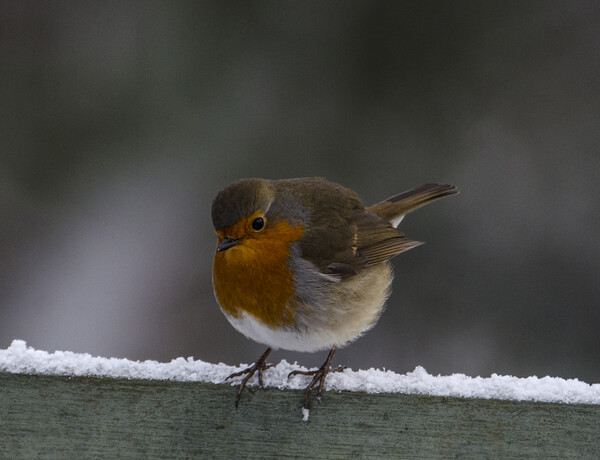 Robin in the snow Picture Board by kathy white