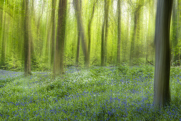 English Bluebell Wood, dreaming Picture Board by kathy white