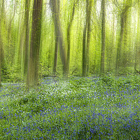 Buy canvas prints of English Bluebell Wood, dreaming by kathy white