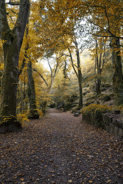 Kennall Vale, Autumn light Picture Board by kathy white