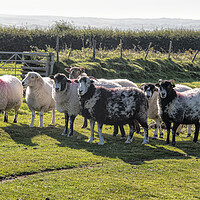 Buy canvas prints of Dartmoor sheep, Herdwick grazing,in the National P by kathy white