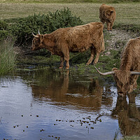 Buy canvas prints of The Highland cow, by kathy white