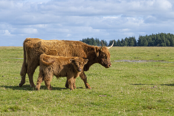 highland cattle,mother and baby Picture Board by kathy white
