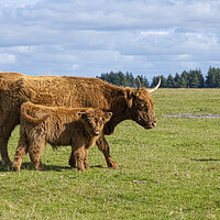 Buy canvas prints of highland cattle,mother and baby by kathy white