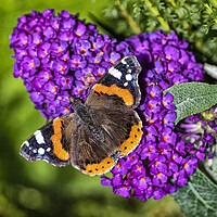 Buy canvas prints of Red Admiral  Butterfly by kathy white