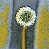 Buy canvas prints of Engery from a dandelion seed,  by kathy white