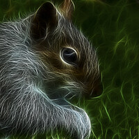 Buy canvas prints of The grey squirrel by kathy white