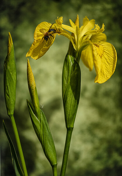 Yellow Flag Iris Picture Board by kathy white