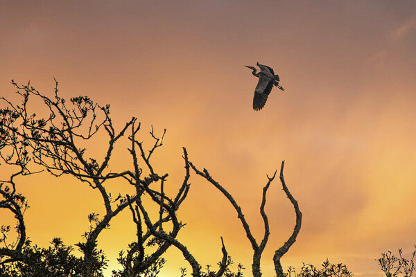 flying heron at sunset Picture Board by kathy white
