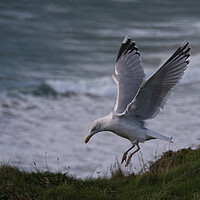 Buy canvas prints of flying seagull by kathy white