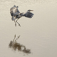 Buy canvas prints of Majestic Grey Heron Fishing by kathy white