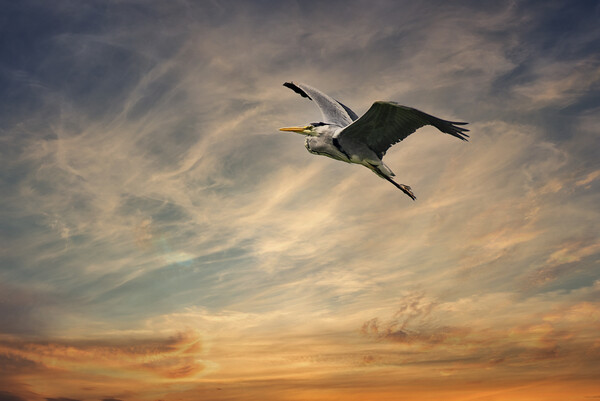 Heron flying in a sunset  Picture Board by kathy white