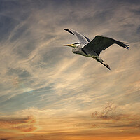 Buy canvas prints of Heron flying in a sunset  by kathy white