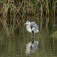 Buy canvas prints of Heron fishing,bad hair day by kathy white