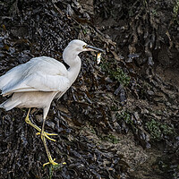 Buy canvas prints of Egret with a Fish for breakfast by kathy white