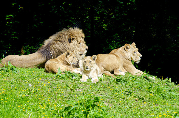 A family of lions Picture Board by kathy white