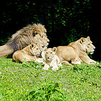 Buy canvas prints of A family of lions by kathy white
