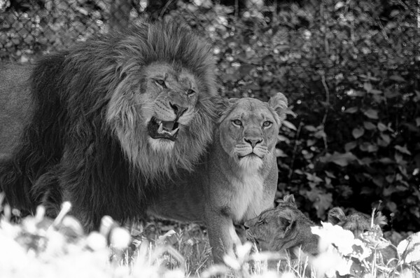 family of Lions Picture Board by kathy white