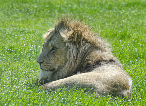 A lion lying in the grass Picture Board by kathy white