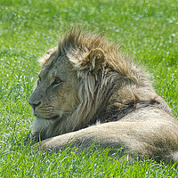 Buy canvas prints of A lion lying in the grass by kathy white