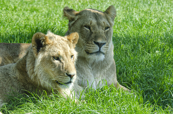 Two lions, sitting in a field Picture Board by kathy white