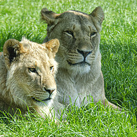 Buy canvas prints of Two lions, sitting in a field by kathy white