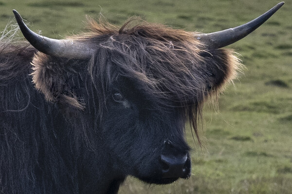 The Highland cow,Bad hair day  Picture Board by kathy white