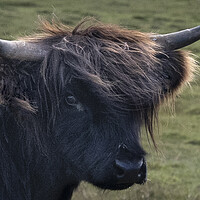 Buy canvas prints of The Highland cow,Bad hair day  by kathy white