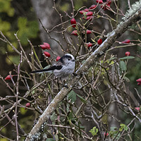 Buy canvas prints of Long Tailed Tit  by kathy white