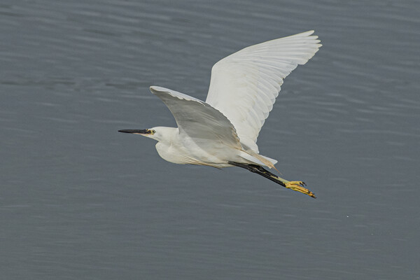 great Egret,flying high Picture Board by kathy white