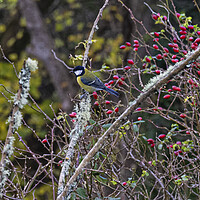 Buy canvas prints of The Great tit  by kathy white