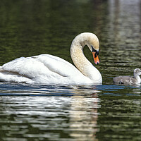 Buy canvas prints of Mother and baby swan by kathy white