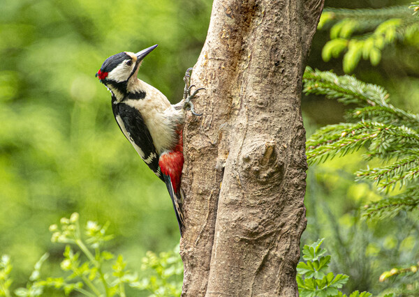 The great spotted woodpecker Picture Board by kathy white