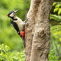 Buy canvas prints of The great spotted woodpecker by kathy white