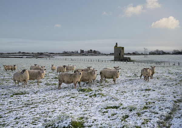 Snow in cornwall with sheep and old tin mines Picture Board by kathy white