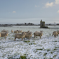 Buy canvas prints of Snow in cornwall with sheep and old tin mines by kathy white