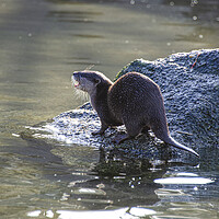 Buy canvas prints of Majestic European Otter by kathy white