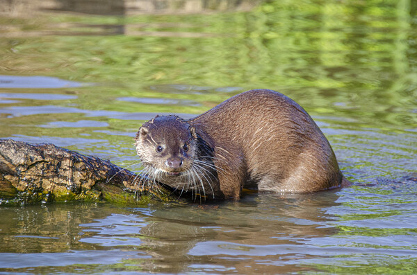 European Otter on a rock in the river Picture Board by kathy white