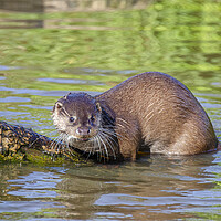 Buy canvas prints of European Otter on a rock in the river by kathy white