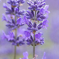 Buy canvas prints of Lavender Mist, by kathy white