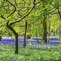 Buy canvas prints of English Bluebell Wood, Cornwall by kathy white