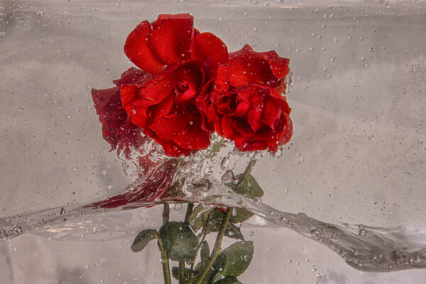 Roses splashing about in water Picture Board by kathy white