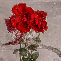 Buy canvas prints of Roses splashing about in water by kathy white