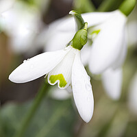 Buy canvas prints of Cornwall  countryside,spring snowdrop by kathy white